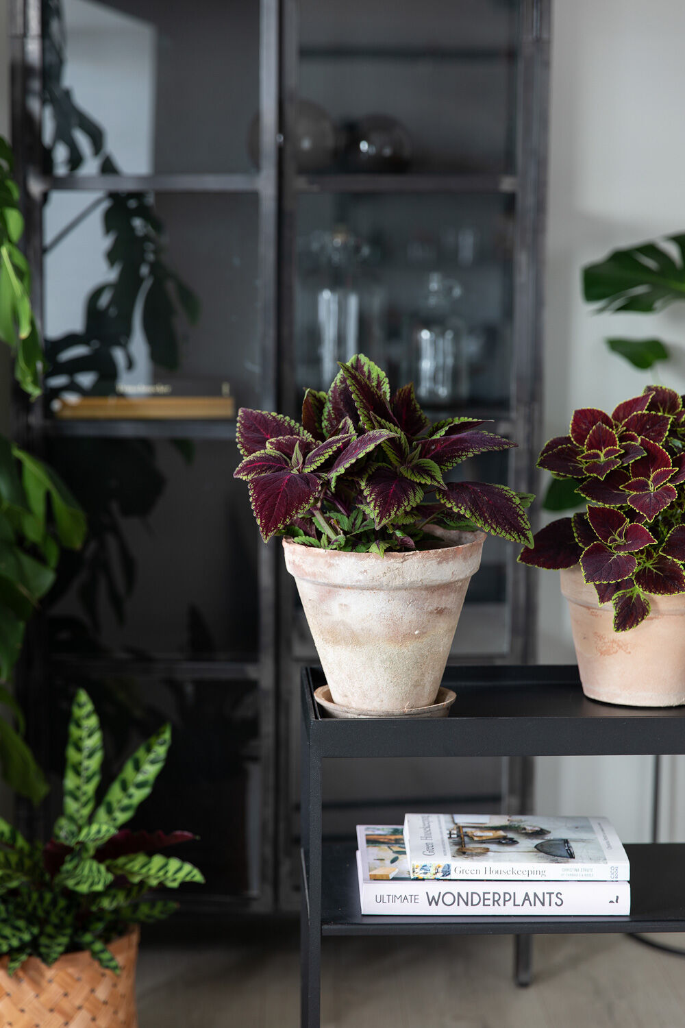Coleus Coleus